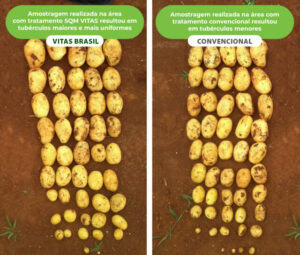 31343A-resultado-campo-BATATA2-640x544